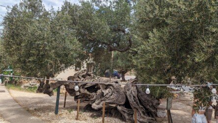 Old Olive Tree, Exo Chora