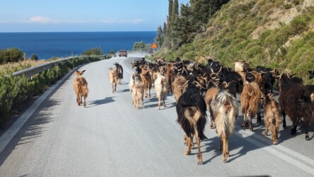 Ziegenherde am Heimweg