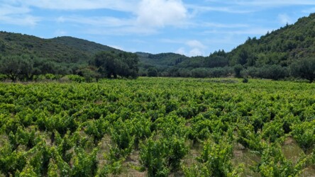 Weinfeld bei den Andronios Brunnen
