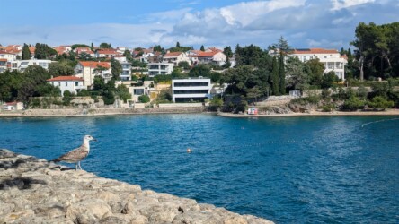Möve auf der Stadtmauer