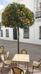 Orangenbäume im Jänner