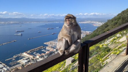 Bewohner des Rock of Gibraltar