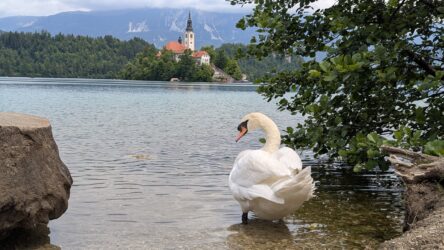 Blejsko jezero, Inselblick
