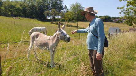 Studley Green Red Kite Walk