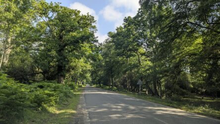 Fahrt durch den New Forest