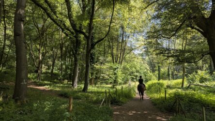 Bottom Wood Nature Reserve