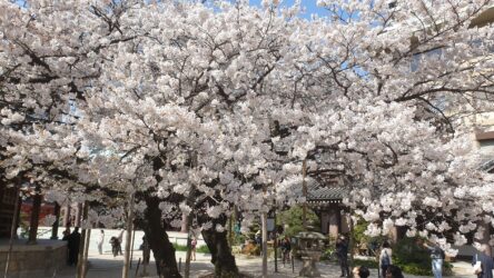 Kirschblüte im Tōchō-ji Tempel