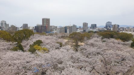 Fukuoka hinter Kirschblüten