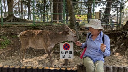 Hirsche im Nara Park