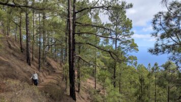 unterwegs im Esperanza Wald