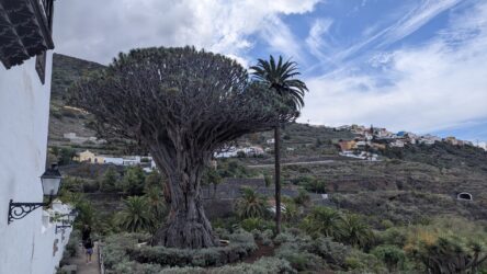 Drago Milenario in Icod