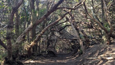 Bosque de Los Enigmas