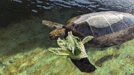 Schildkröte beim Lunch