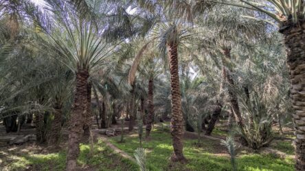 Al-Ain Oasis