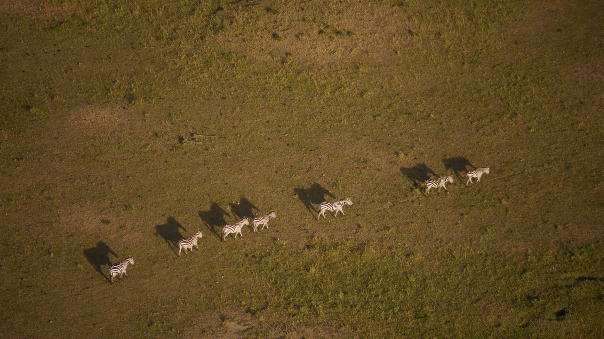 Zebrakolonne, Massai Mara