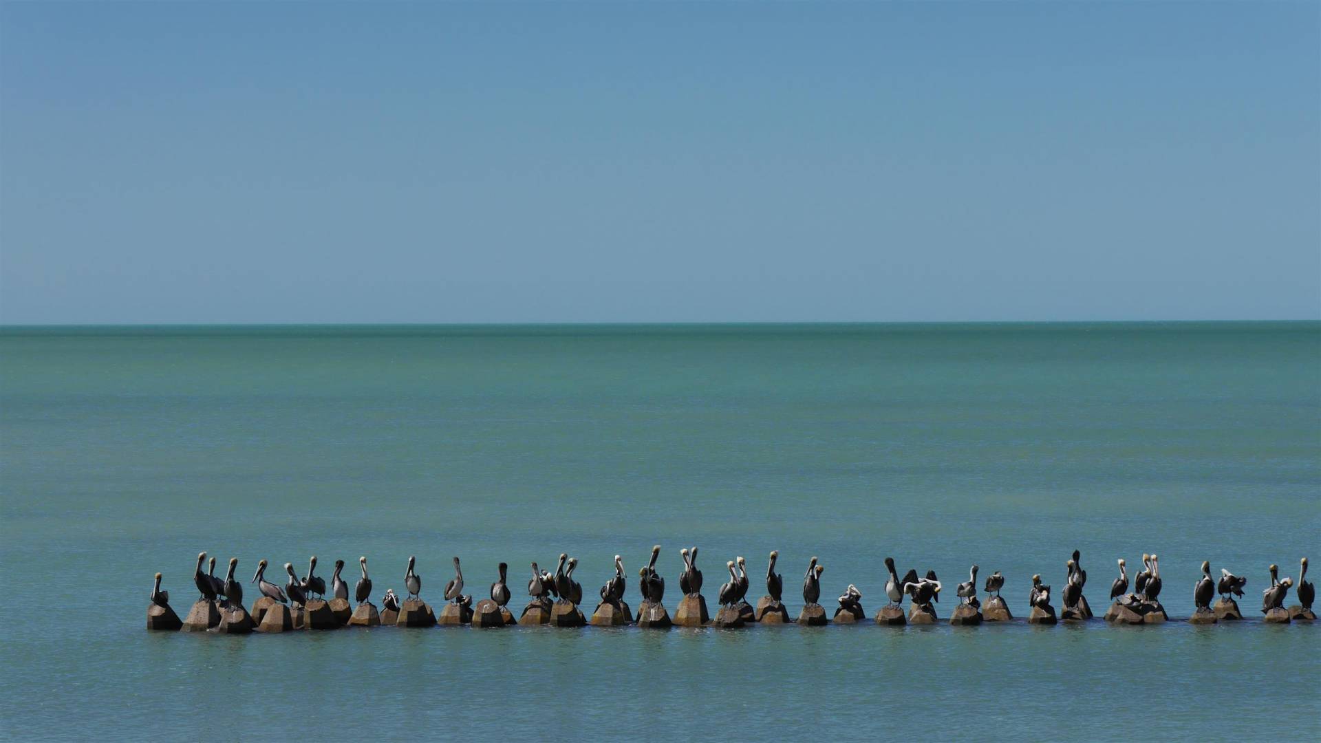 Pelikantreffen am Golf von Mexiko